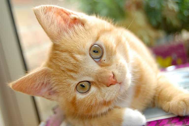 Have You Heard About the Internet Cat Video Film Festival?