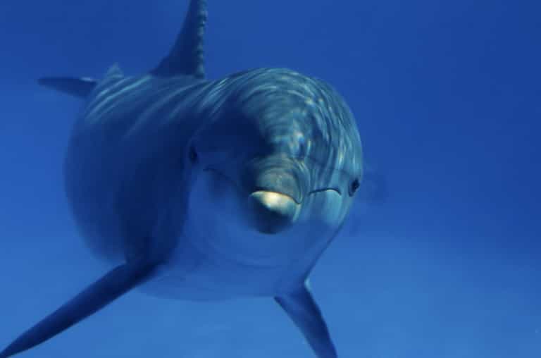 Five Swimmers Rescued From Aggressive Dolphin in Salthill