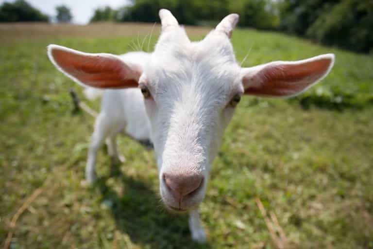 You’re Kidding? Goats Gate-Crash a Curves Exercise Class…
