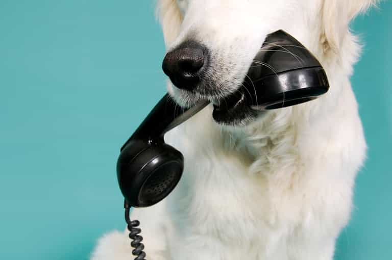 Redial Gone Wrong: Man Thinks His House is Being Burgled After His Dog Decides to Give Him a Ring… Redial Gone Wrong: Man Thinks His House is Being Burgled After His Dog Decides to Give Him a Ring…