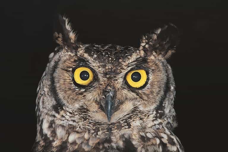 The Weirdest Job Description Ever? Owl-one Seeks ‘Night Time Watcher’ The Weirdest Job Description Ever? Owl-one Seeks ‘Night Time Watcher’