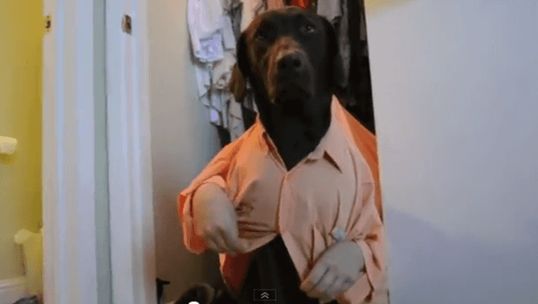 It’s A Dog’s Life: This Video Had Us Barking With Laughter! It’s A Dog’s Life: This Video Had Us Barking With Laughter!