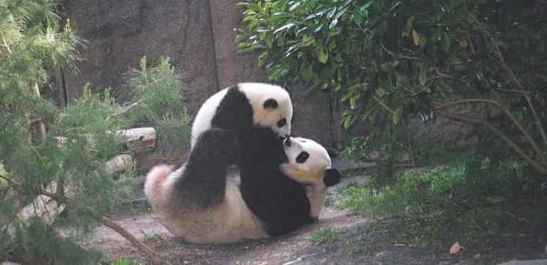 Warning: This Might Make You Cry If You’re Feeling Delicate – Baby Panda Learns To Walk Warning: This Might Make You Cry If You’re Feeling Delicate – Baby Panda Learns To Walk