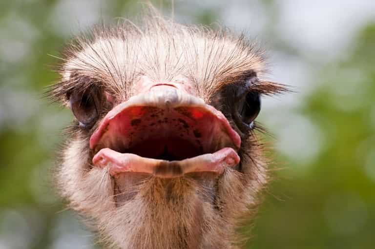 Lovesick Emu Causes Chaos as He Tries to Find a Female Friend Lovesick Emu Causes Chaos as He Tries to Find a Female Friend