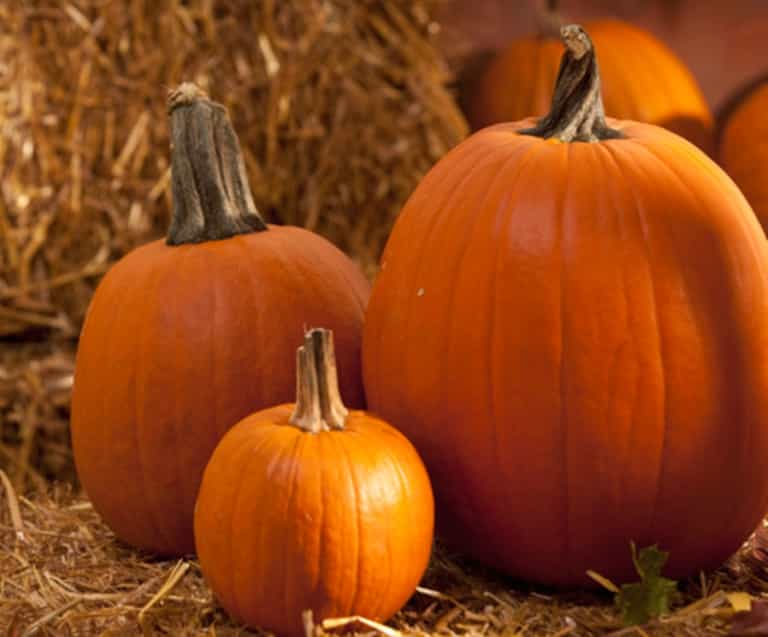 What Else Could You Stuff A Pumpkin With? Ten Novel Foodie Ideas For This Halloween What Else Could You Stuff A Pumpkin With? Ten Novel Foodie Ideas For This Halloween