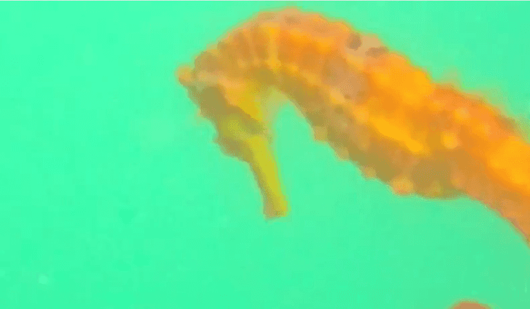 What A Beauty: Researchers Caught This Little Colourful Guy On Camera For The First Time Ever