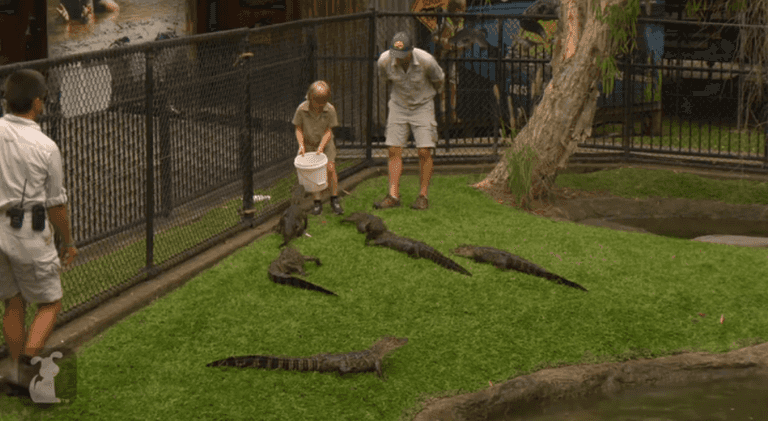 Steve Irwin’s Son Follows In His Crocodile Hunting Footsteps and is Put to Work in His Father’s Zoo