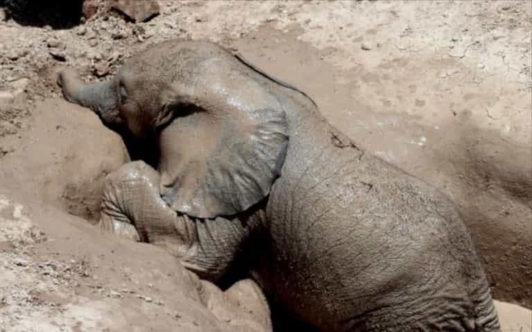 Baby Elephant Trapped In A Well Is Rescued By Some Caring Conservationists in an Amazing Video Baby Elephant Trapped In A Well Is Rescued By Some Caring Conservationists in an Amazing Video