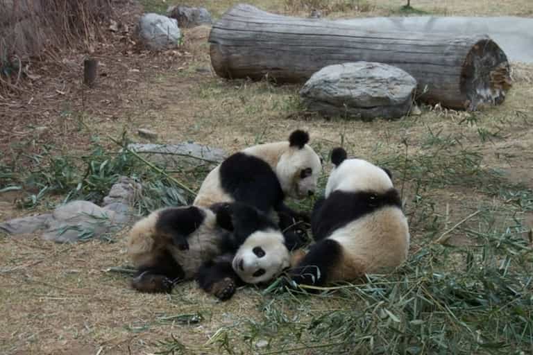 Baby Pandas Figure Out How to Play on a Slide Baby Pandas Figure Out How to Play on a Slide