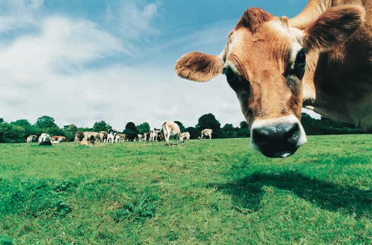 Cow Gobbled My iPhone, Seagull Ate My Samsung… Ten Of The Weirdest Mobile Phone Insurance Claims Revealed Cow Gobbled My iPhone, Seagull Ate My Samsung… Ten Of The Weirdest Mobile Phone Insurance Claims Revealed