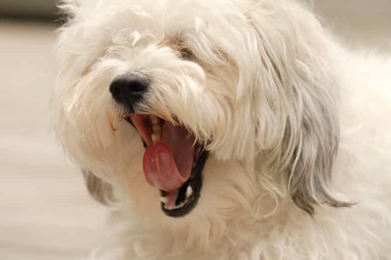 Woman’s Best Friend: Dog’s Show Empathy by Copying the Yawns of Their Owners Woman’s Best Friend: Dog’s Show Empathy by Copying the Yawns of Their Owners