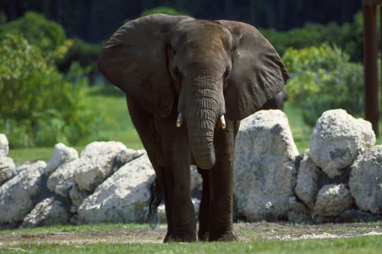 An Elephant That Can Speak Korean?! Meet Koshik, The Elephant That Can Talk An Elephant That Can Speak Korean?! Meet Koshik, The Elephant That Can Talk