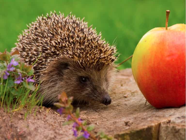All For A Packet Of Crisps: Hungry Little Hedgehog Involved In A Six-Man Rescue Operation All For A Packet Of Crisps: Hungry Little Hedgehog Involved In A Six-Man Rescue Operation