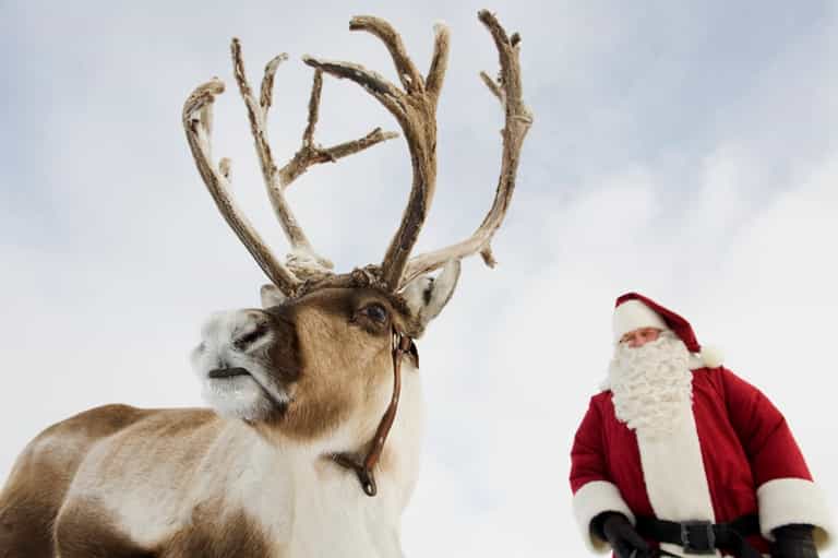 Forget Prancer! This Reindeer Is The Ultimate Chancer After Breaking Free From His Nativity Scene