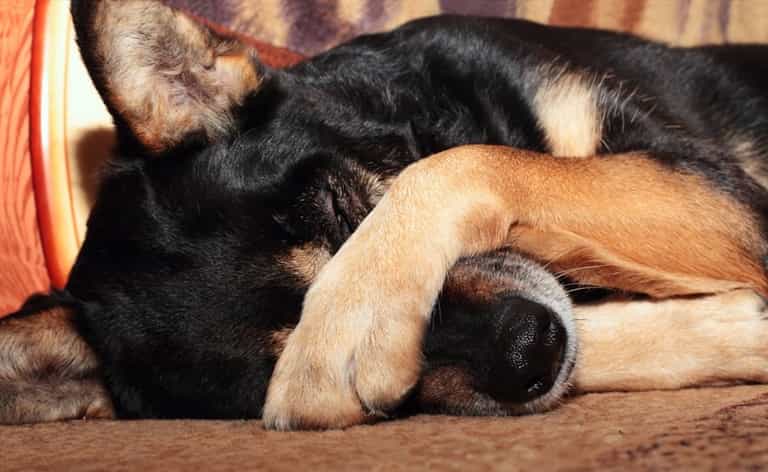 One Local Council Has Come Up With The Most Bizarre Way Of Forcing People To Clean Up After Their Dogs