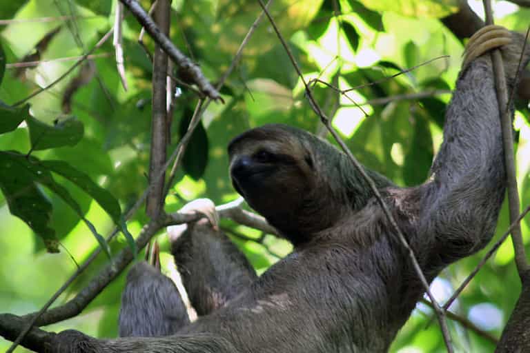 This Guy’s Got skills: Sloth Caught Playing an Imaginary Piano