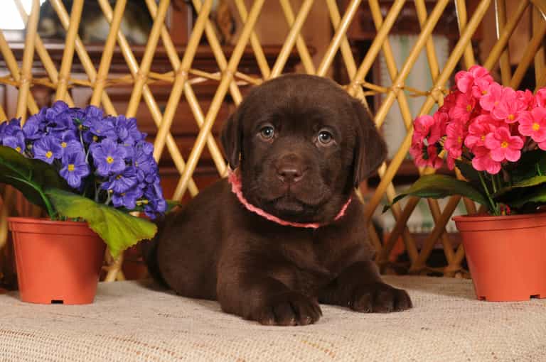 Video: Adorable Labrador Puppy Slides Down Stairs on its Tummy Video: Adorable Labrador Puppy Slides Down Stairs on its Tummy