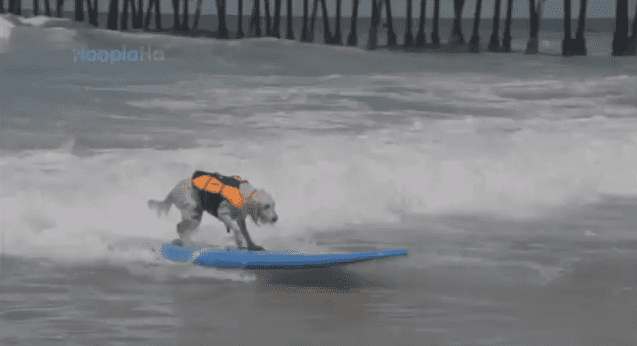 Surf’s Up! 40 Pooches Hit The Waves All in the Name of Charity