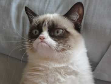 You’ve Got Mail: Grumpy Cat Extends Her Appeal With New US Postage Stamps