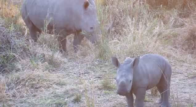 Video: Adorable Baby Rhino “Charges” at Tourists