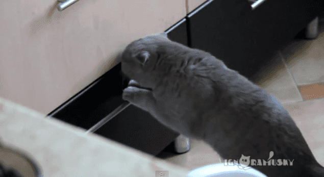 Video: Cat Burglar Alert – Sneaky Cat Caught Thieving Video: Cat Burglar Alert – Sneaky Cat Caught Thieving