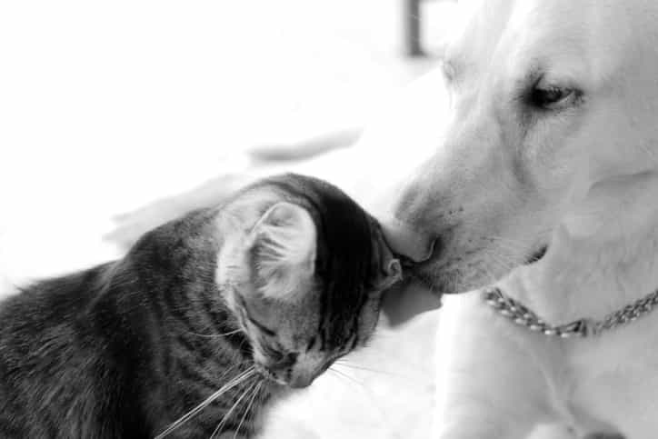 Dog Donates Blood to Save Dying Cat’s Life Dog Donates Blood to Save Dying Cat’s Life