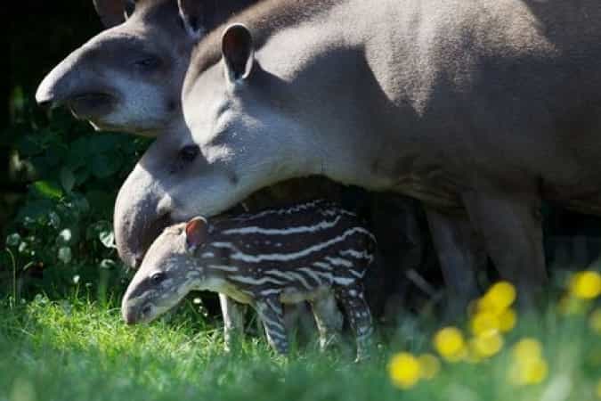 Two Year Old Girl and Mother Hospitalised After Attack at Dublin Zoo Two Year Old Girl and Mother Hospitalised After Attack at Dublin Zoo