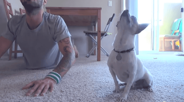 VIDEO – This Chihuahua Is Better At Yoga Than All Of Us… Combined VIDEO – This Chihuahua Is Better At Yoga Than All Of Us… Combined