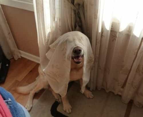 GALLERY – Twelve Dogs Who Are Fairly Rubbish At Hide And Seek GALLERY – Twelve Dogs Who Are Fairly Rubbish At Hide And Seek