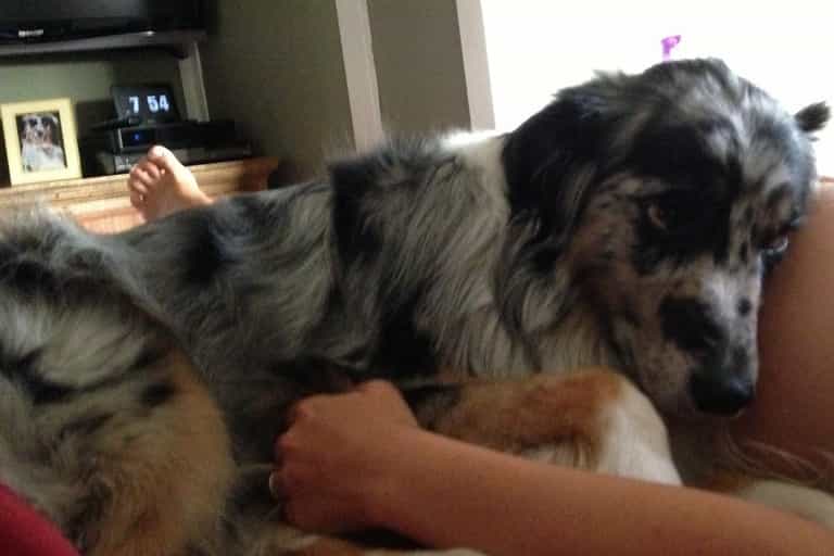PICTURE – This Dog Is Eagerly Awaiting The Arrival Of His New Best Friend PICTURE – This Dog Is Eagerly Awaiting The Arrival Of His New Best Friend