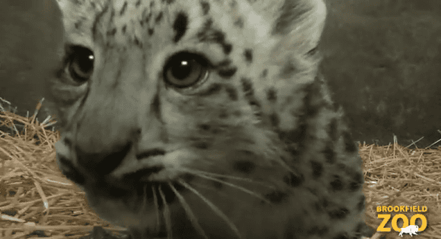 Video: Meet the Adorable Snow Leopard Cub Born in Chicago Video: Meet the Adorable Snow Leopard Cub Born in Chicago