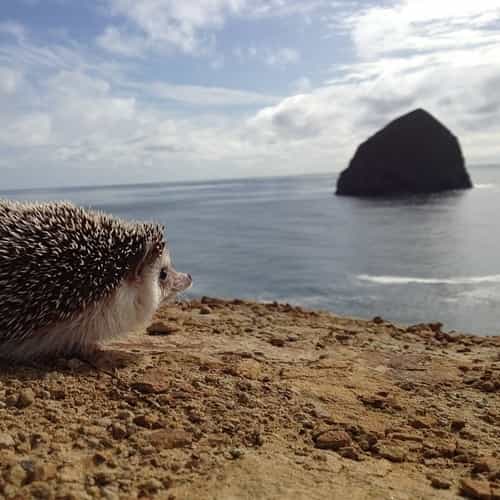 Is This the Most Loved Hedgehog Ever? Owner Captures Hedgehog’s Best Moments Is This the Most Loved Hedgehog Ever? Owner Captures Hedgehog’s Best Moments