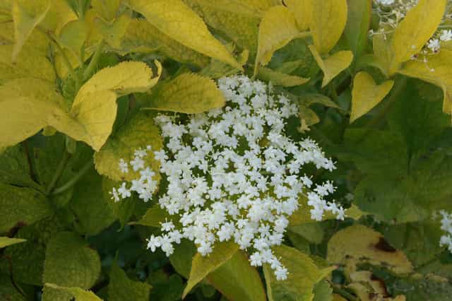 Recipe: A Simple Way to Cook Delicious Deep-Fried Elderflowers Recipe: A Simple Way to Cook Delicious Deep-Fried Elderflowers