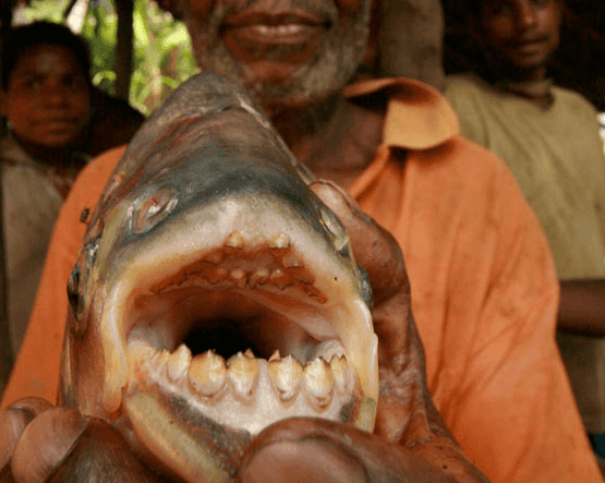 Ah Balls: Swedish Swimmers Warned About Testicle Munching Fish Ah Balls: Swedish Swimmers Warned About Testicle Munching Fish