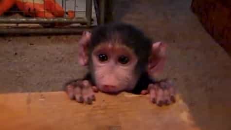 Video: Very Cute! Baby Baboon Makes Friends with Unusual Playmates