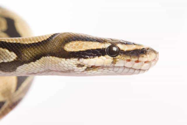 Video: Woman Makes Mini Top Hats and Moustaches for Her Pet Snakes