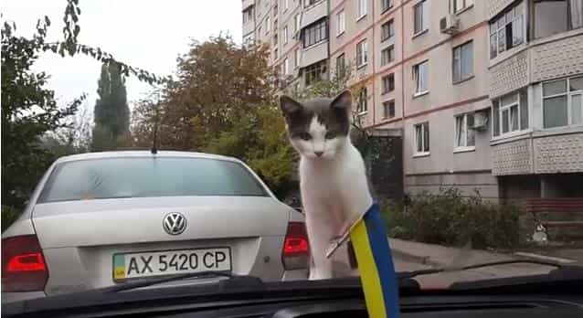 VIDEO – Cat Versus Windscreen Wipers, Let’s Just Say The Cat Doesn’t Exactly Win