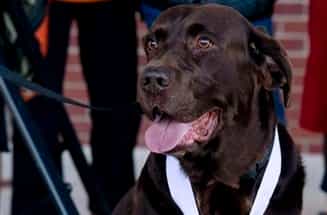 Top Dog – Dog Crashes Half-Marathon, Runs Race, Wins Medal