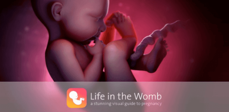 Life In The Womb, New App Gives A Stunning Visual Guide To Pregnancy