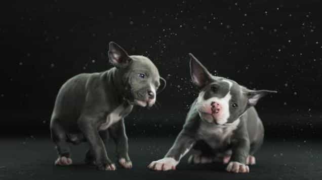 VIDEO – SHAKE! Dogs Shaking Themselves Dry In Slow Motion