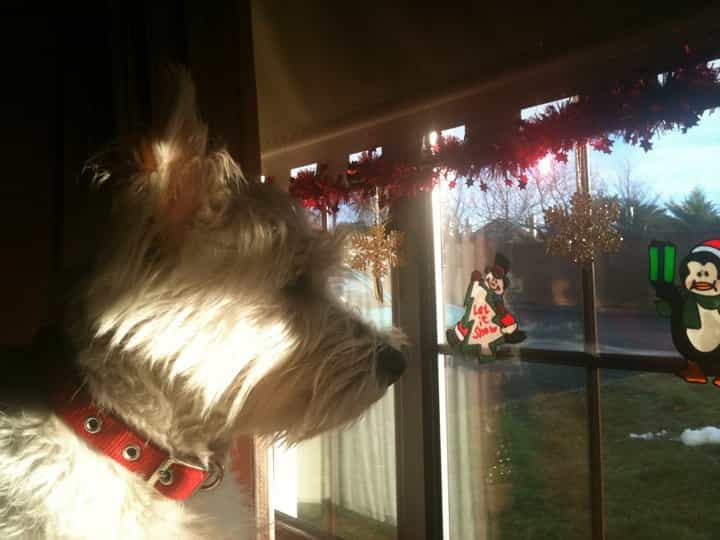 GALLERY – Eighteen Animals Who Love Christmas More Than You