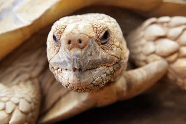 In Photos: Adorable Cozies to Keep Your Tortoises Stylish and Warm