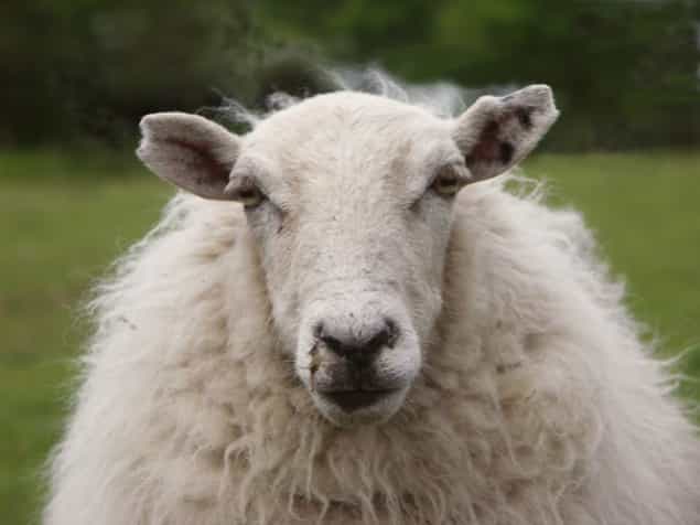 Farmer Pays Tribute To His Beloved Dog In The Most Unusual Way