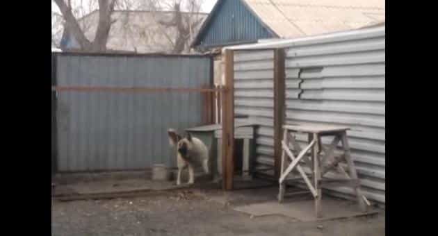 VIDEO – Slave To The Music, This Dancing Dog Just Can’t Escape The Beat
