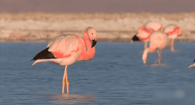 Watch: Pink Flamingos Dance to Michael Jackson’s “The Way You Make me Feel”