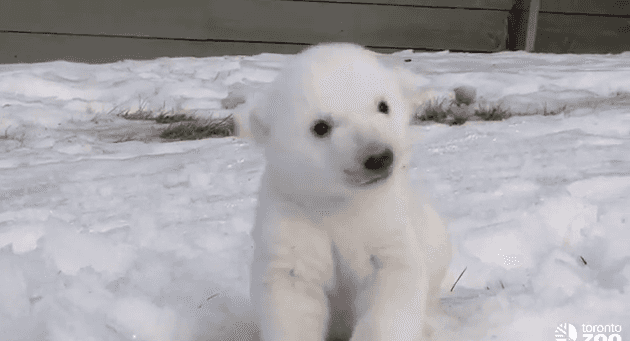 VIDEO – Polar Bear Cub Is Introduced To Snow For The First Time… His Reaction Is Heart Melting