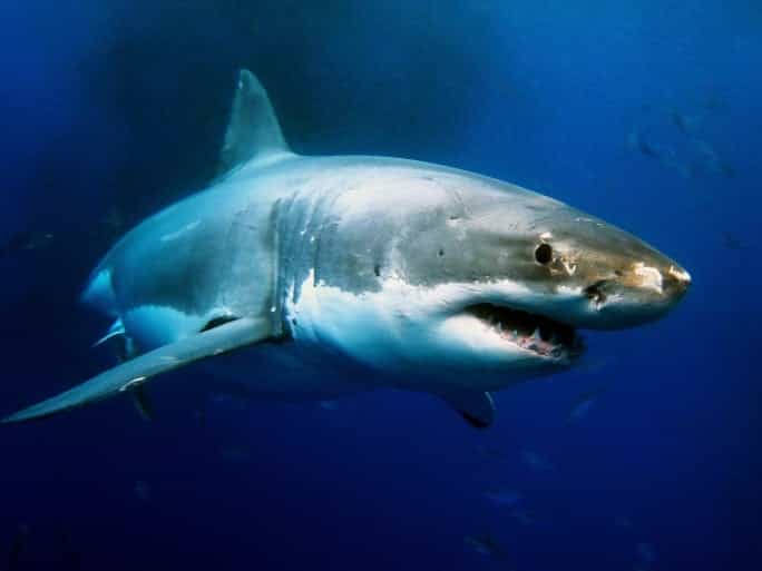 Surfer Mick Fanning Escapes Shark Attack in South Africa