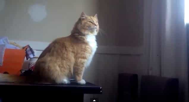 VIDEO – This Cat Is Basically The Embodiment Of What Giving Up Looks Like