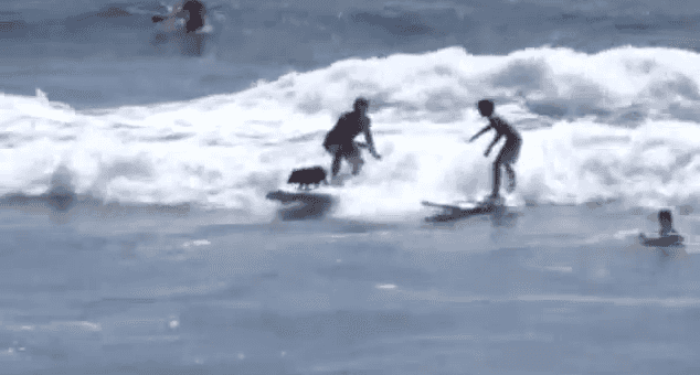 VIDEO – As Happy As A Pig In… Water – You Have To See This Surfing Pig. Yes, A Surfing Pig