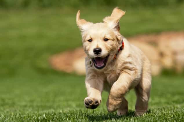 Minister For Agriculture Introduces New Animal Welfare Legislation